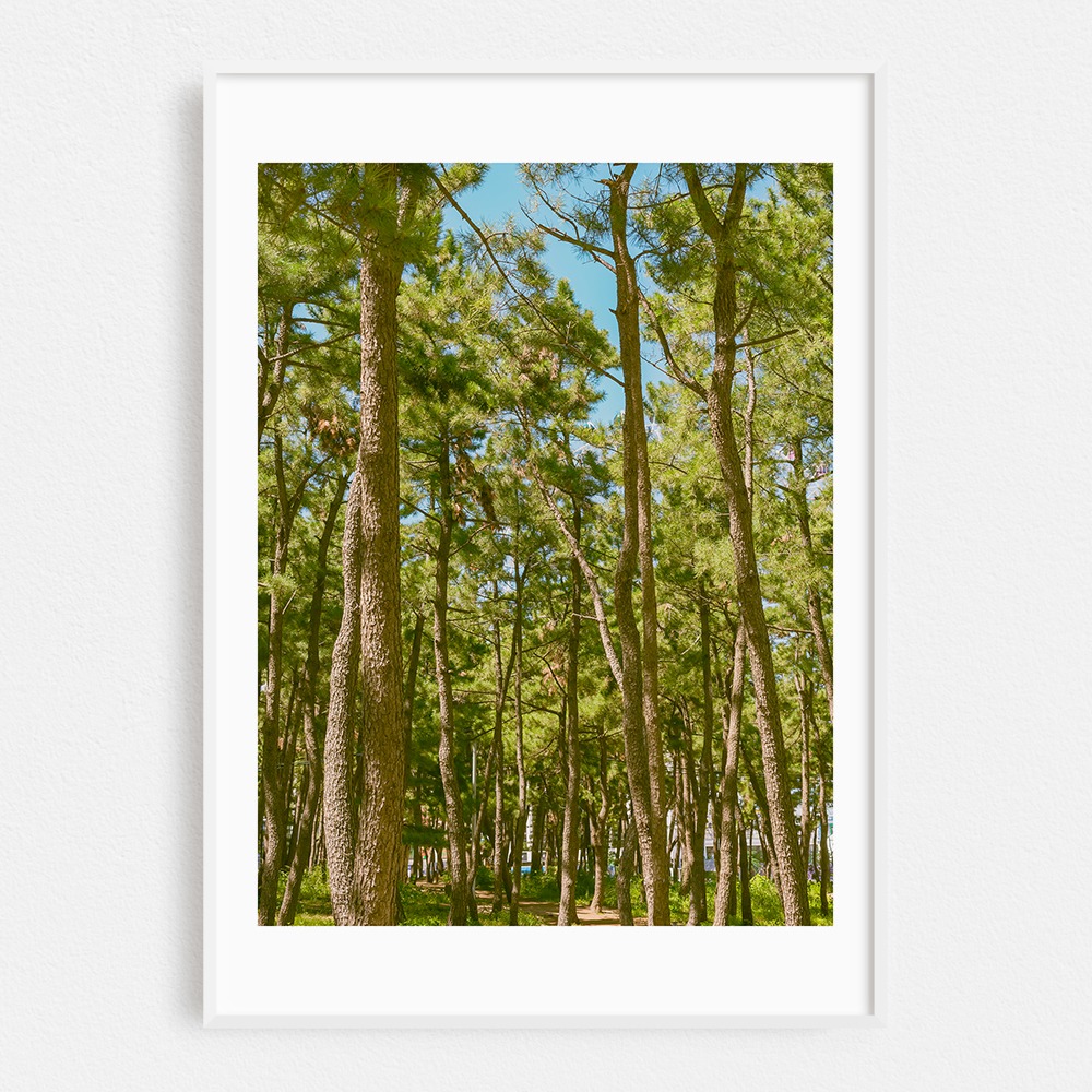 [개인결제창] 풍수지리 소나무 No.1, 하늘 소나무(A2 포스터만)