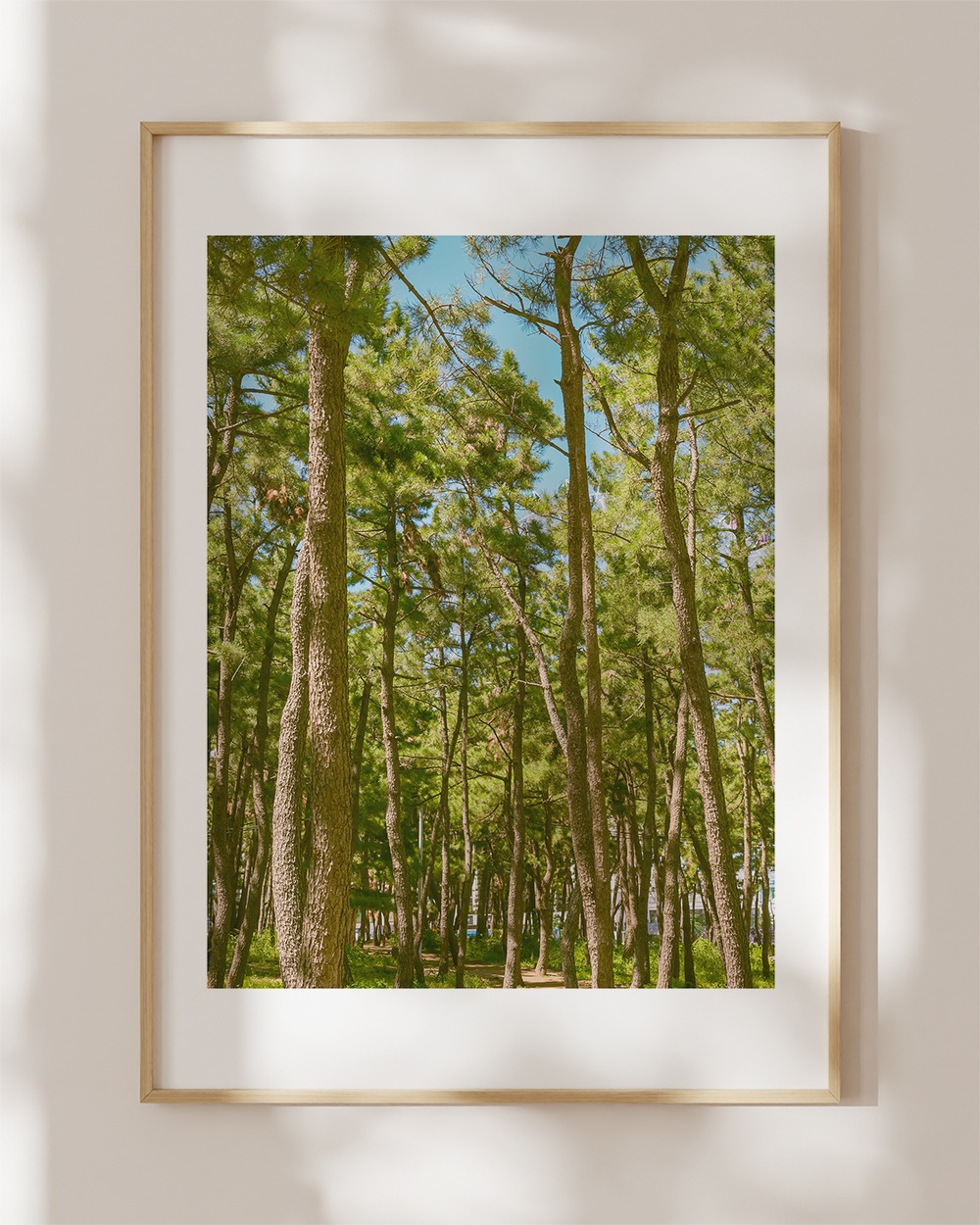 [화목,장수] 풍수지리 소나무 No.1, 하늘 소나무